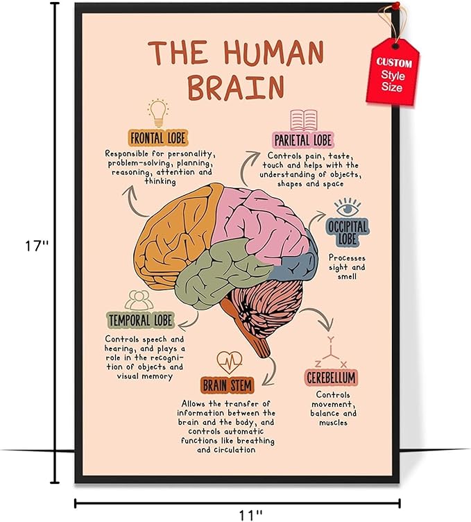 LOLUIS Mental Health Poster, Boho Therapy Tools Educational Supplies Art Print Classroom School Office Decor (The Human Brain, Custom Frame Type)